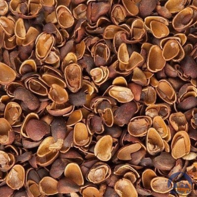 Скорлупа Кедрового Ореха (Barus Nut Shell) купить в Усть-Каменогорске